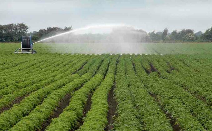 Review potato irrigation requirements to sustain water resources