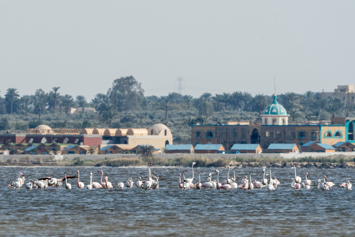 EGYPT-FAYOUM-QARUN LAKE-FLAMINGOS
