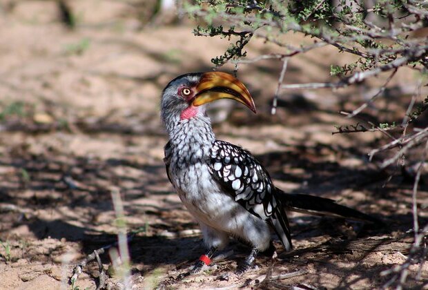 Hotter Kalahari desert may stop hornbills breeding by 2027