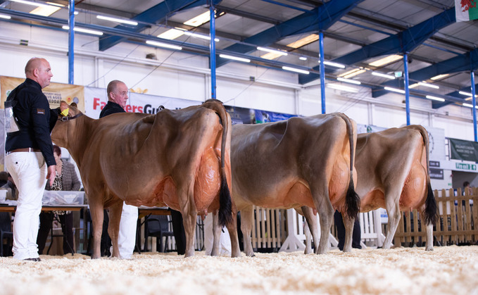 Top marks for Holstein at The Dairy Show 