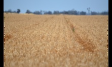  New emergency use permits have been issued to help growers manage powdery mildew in wheat. Photo Mark Saunders.