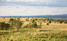  Rehabilition at New Hope's New Acland mine in Queensland.