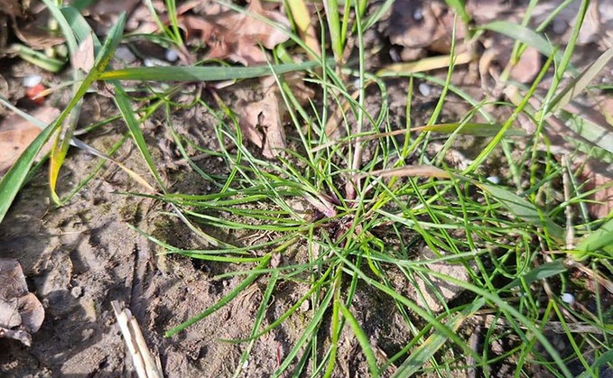 Target weeds in cereals now for best chance of control