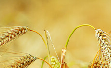 Winter and spring crops starting to show impacts of dry conditions