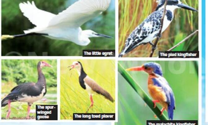 Uganda's bird side Uganda's bird side