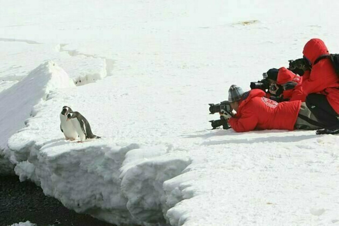 More and more tourists are flocking to Antarctica. Let's stop it from being loved to death