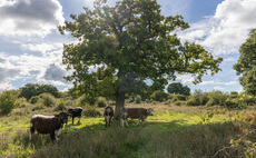 Triodos Bank UK provides loan for £15m Somerset rewilding project