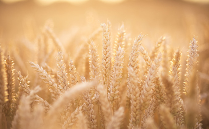 Small 2024 UK grain crop might not mean higher prices