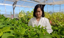 Spearheaded by lead breeder, Dr Anh Pham, a joint investment between GRDC and the University of Adelaide plans to deliver soybean varieties that meet the needs of Australian growers and industry stakeholders. Credit: Hue Dang, The University of Adelaide.