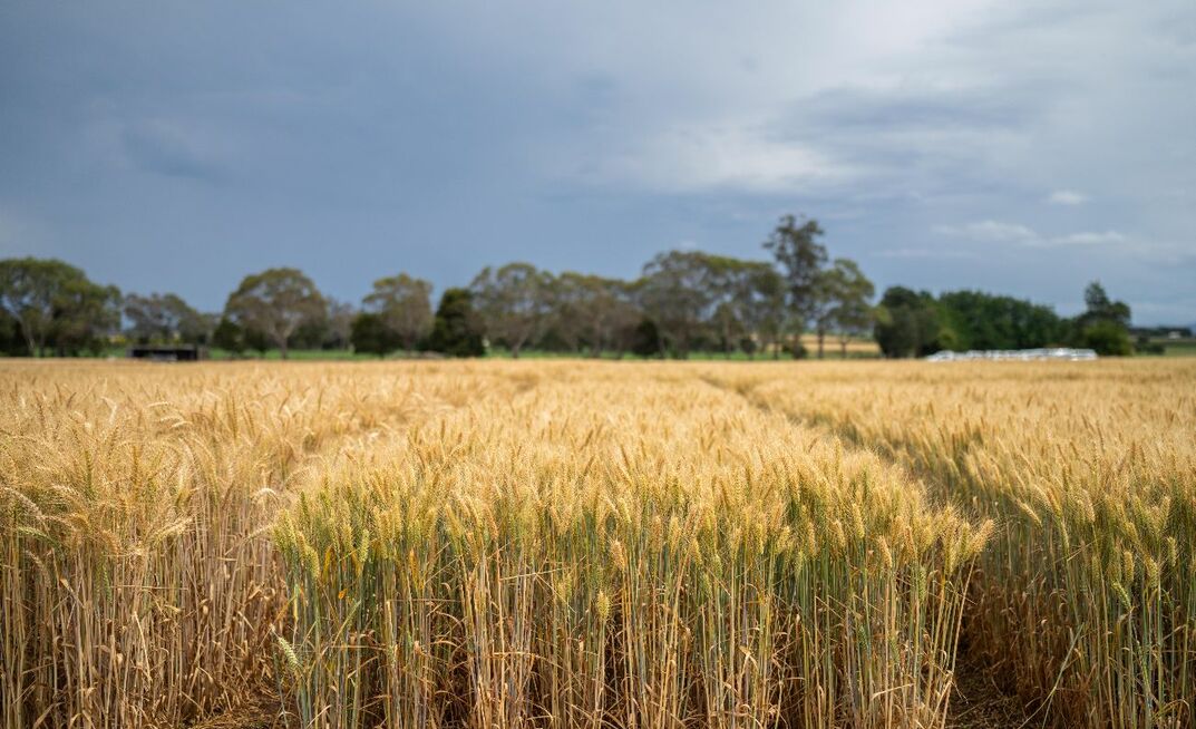 GRDC said uncontrolled infections of net form net blotch can dramatically reduce barley yields and grain quality.  