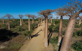 UN adopts sustainable development standards for regulated carbon markets