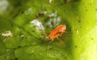 Horticultural focus: Increased pest pressures challenge lettuce crops