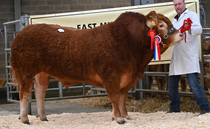  Some of the highlights from livestock sales around the UK