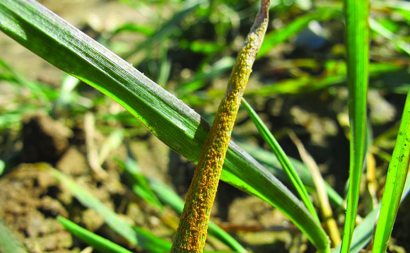 Cautious approach to yellow rust needed as disease develops