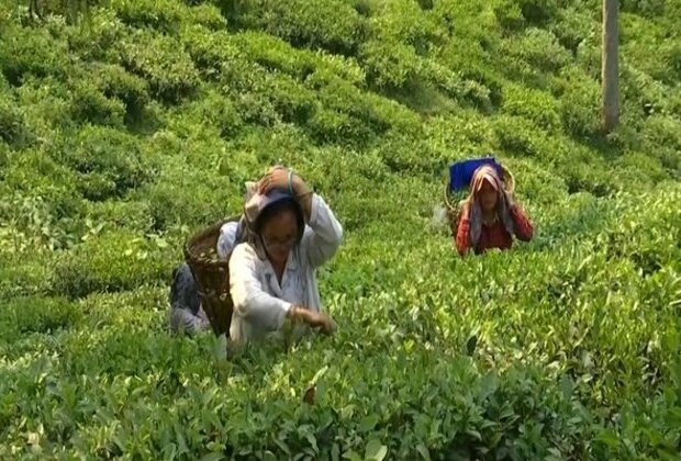 As tea industry sinks, Darjeeling looking for alternate sources of income