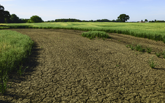 UK drought: Crop harvests at severe risk of collapse