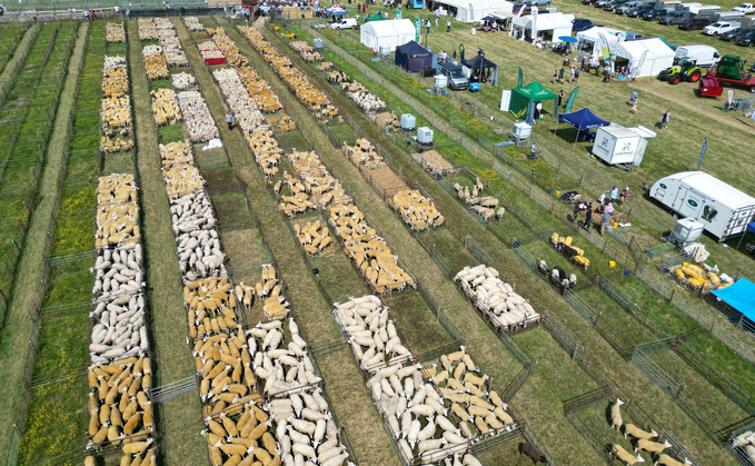 15,295 head sold through the ring over two days to achieve a record clearance of 99.4% at Thame's Summer Sheep fair.