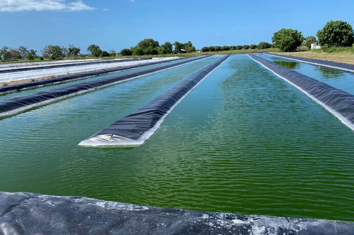 An algae-based concentrated supplement is being used to improve the health and performance of livestock.
