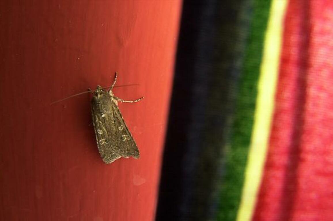 Miller moth season returns in Colorado