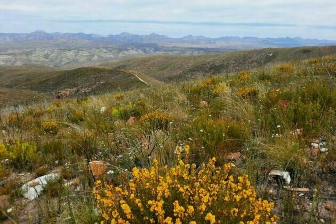 South Africa's honeybush sector must transform from its unjust past: what needs to change