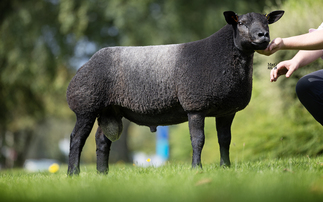 High of 8,000gns for Blue Texels