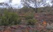 Comet ambitious at Yalgoo