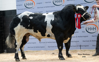 Busy day for pedigree beef breeds at Borderway
