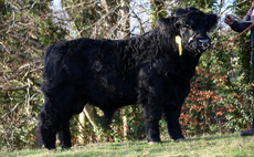 Welsh Black bulls top at 14,000gns