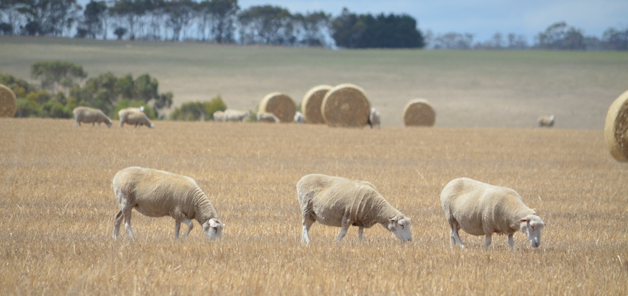 NSW DPI research has shown first cross and 20-Micron ewes joined to terminal sires provided the best gross margins last year