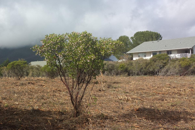 Cal Fire opens applications for $135 million in fire prevention grants