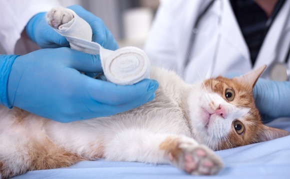 BPEA EQT acquires Australia's VetPartners