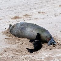 State investigates rock thrown at Hawaiian monk seal on Maui, breaches of seal resting areas