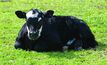 Cattle producers ticked off by Theileria