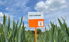 Partner Insight: Proven performers stand strong among new varieties