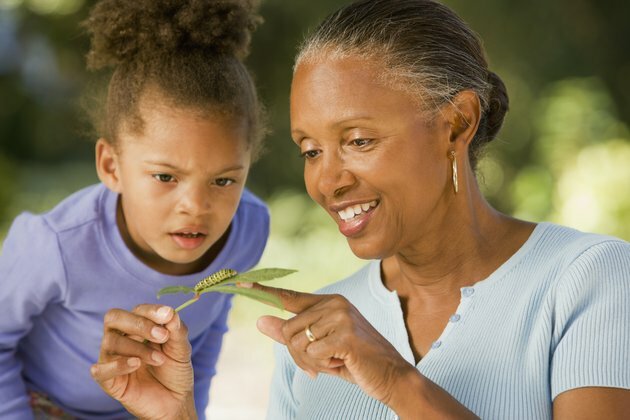 Want to teach kids about nature? Insects can help