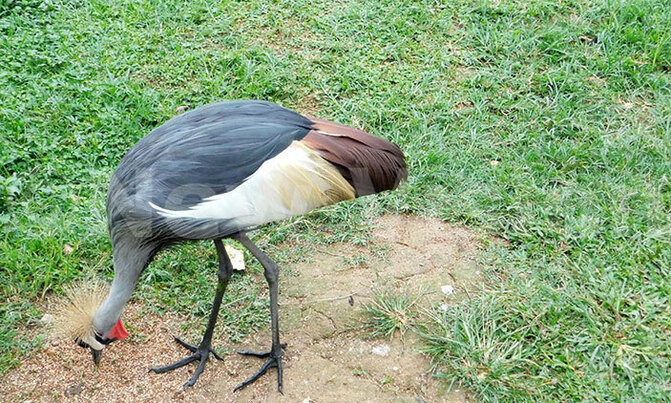 The wonder of the Crested Crane The wonder of the Crested Crane
