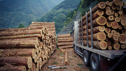 UK housebuilding under pressure from global timber shortage