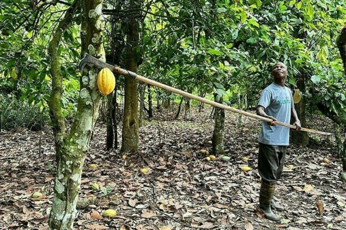 Major cocoa producer hikes purchase prices