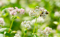 What are the financial and environmental benefits of bees to farmers?