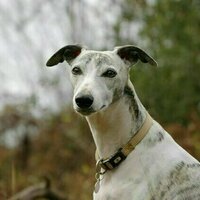 'We're all triers': Toni Jordan meditates on a childhood with greyhounds and gamblers