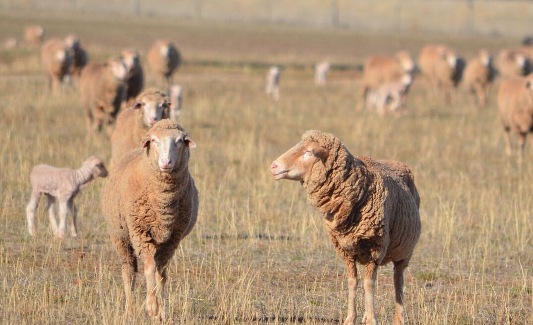 MLA has launched a platform to support WA sheep producers in the transition away from live exports.