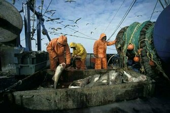 The 'sustainable' cod in your shopping basket may be no such thing - new study reveals mislabelling