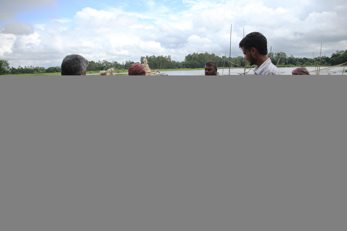 BANGLADESH-MANIKGANJ-JUTE-CULTIVATION