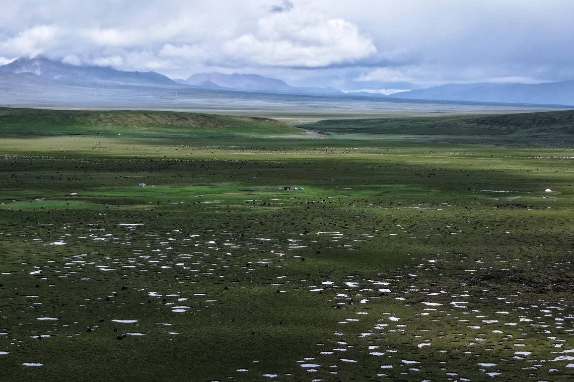 Chinese scientists uncover ecological benefits of moderate grazing