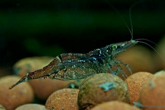 Scientists surprised to discover mayflies and shrimp making their bodies out of ancient gas