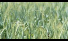  GRDC has updated is essential herbicide manuals. Photo courtesy of GRDC. 