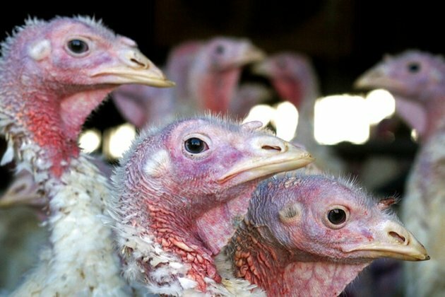 Avian Flu Outbreak Wipes Out 50.54 Million US Birds, a Record