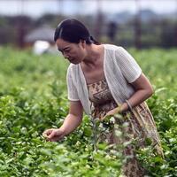 China's Guangxi emerges as global hub for tea industry amid tech upgrade