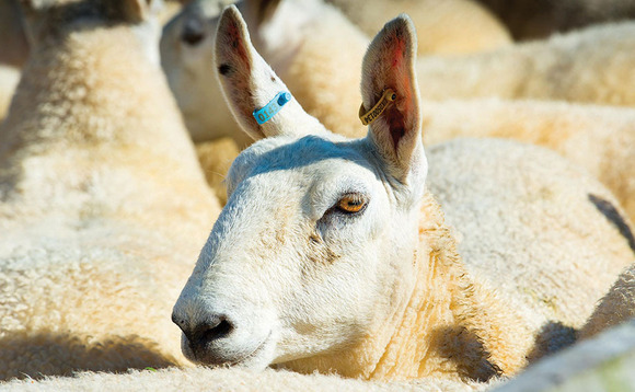 Tougher legislation could push forward sheep scab eradication