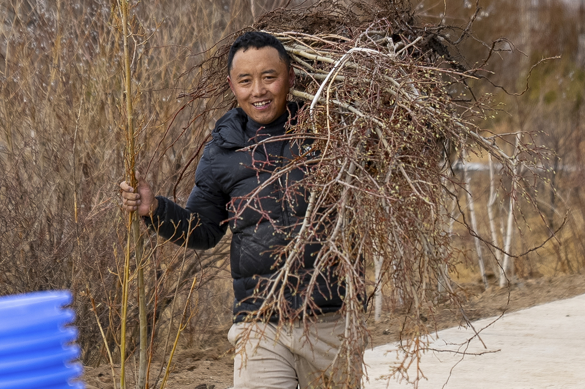 (InXizang)CHINA-XIZANG-NAGQU-TREE PLANTING (CN)